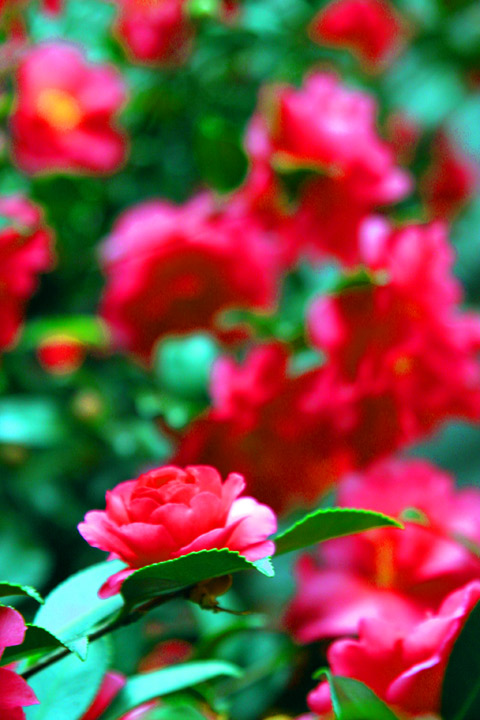 fleur rouge #3